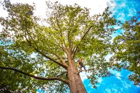 How Our Tree Care Process Works  in  Sherwood, WI