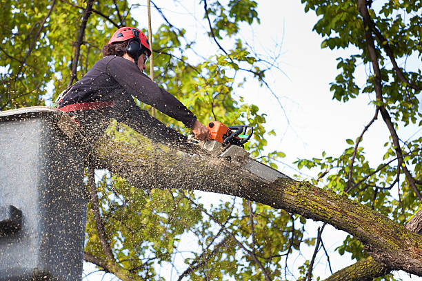 Lawn Renovation and Restoration in Sherwood, WI